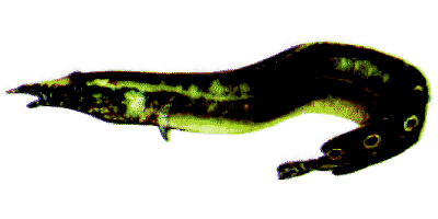 Macrognathus aculeatus
