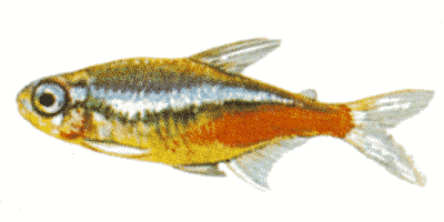 Paracheirodon innesi