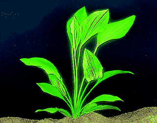 Echinodorus rigidifolius