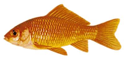 Carassius auratus