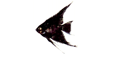 Pterophyllum scalare