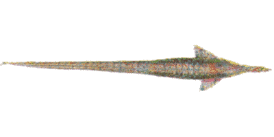 Farlowella acus