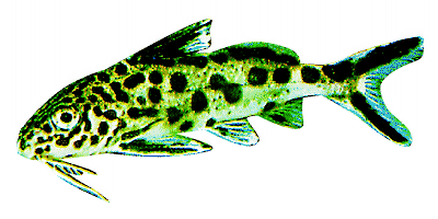 Banded Corydoras
