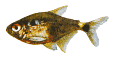 Beacon Tetra