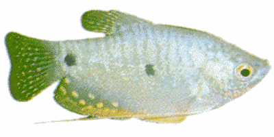 Trichogaster trichopterus
