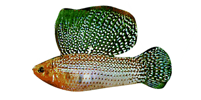 Poecilia velifera