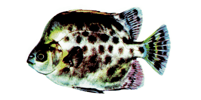 Scatophagus argus