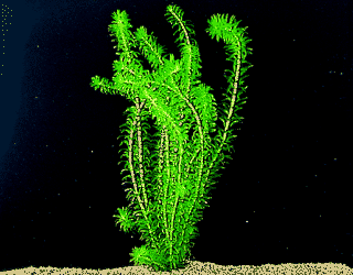 Elodea densa