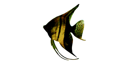 Pterophyllum scalare