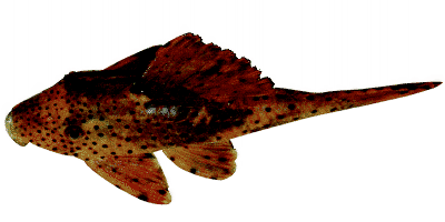 Cochliodon cochliodon