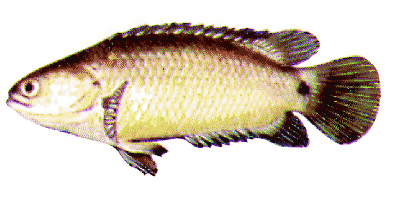 Anabas testudineus