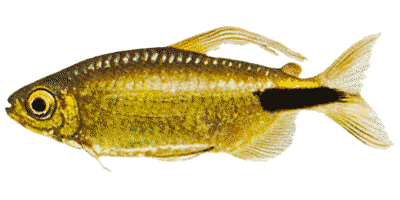 African Long Finned Tetra