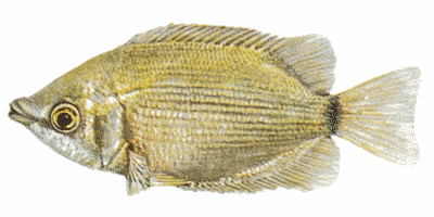 Helostoma temminckii