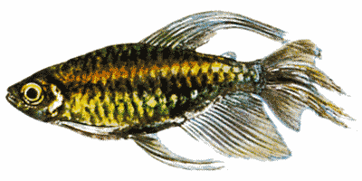 Phenacogrammus interruptus