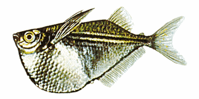 Gasteropelecus sternicla