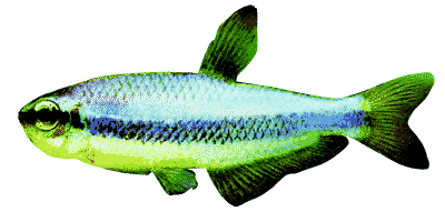 Inpaichthys kerri