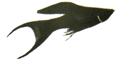 Poecilia sphenops