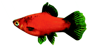 Xiphophorus maculatus