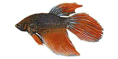 Betta splendens