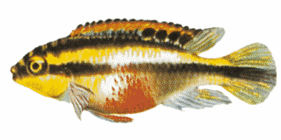 Pelvicachromis pulcher