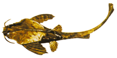 Bratpfannenwels