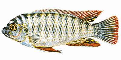 Labeotropheus fulleborni