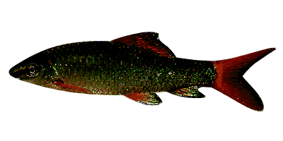 Epalzeorhynchus frenatus