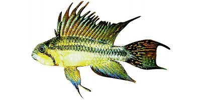 Apistogramma cacatucoides