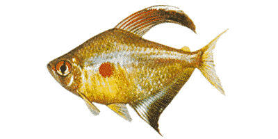 Hyphessobrycon erythrostigma