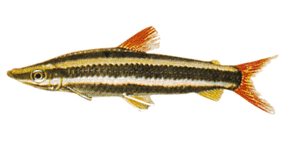 Anostomus anostomus