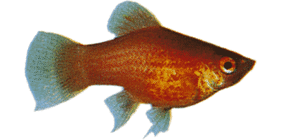 Xiphophorus maculatus