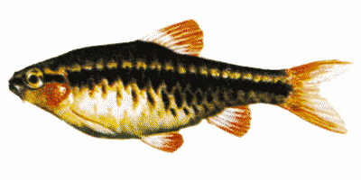 Barbus titteya