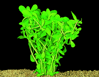 Dwarf bacopa