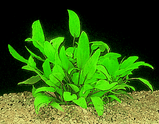 Cryptocoryne willisii