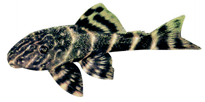 Peckoltia vittata