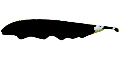 Apteronotus albifrons