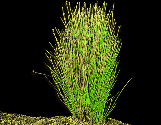 Eleocharis parvula