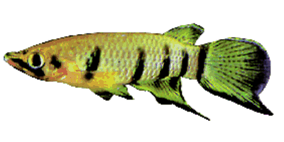 Banded Epiplatys