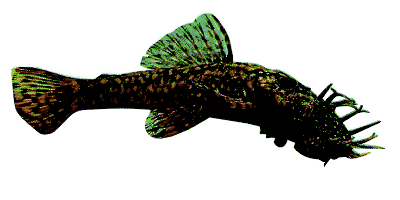 Ancistrus dolichopterus