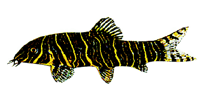 Zebraschmerle