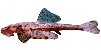 Dekeyseria scaphirhyncha