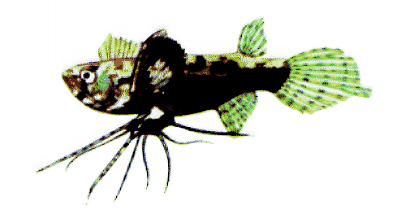 Pantodon buchholzi