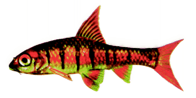 Barbus barilioides