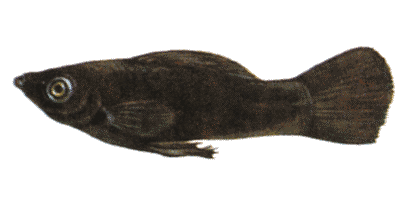Black Molly