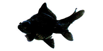 Black Moor