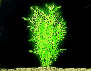 Ceratopteris thalictroides