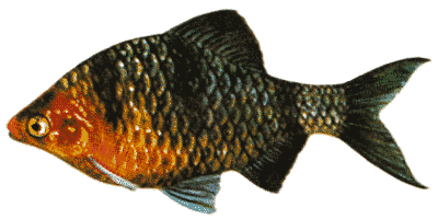 Barbus nigrofasciatus