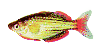 Melanotaenia maccullochi