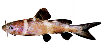 Leiocassis siamensis