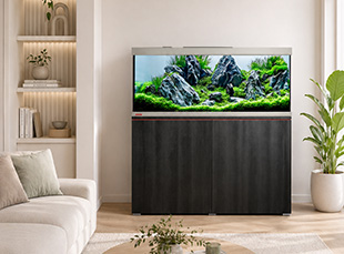 proxima edition